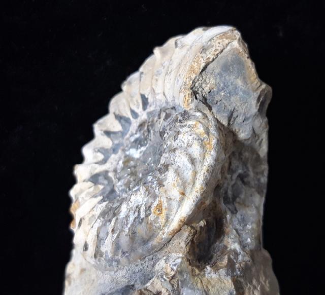 Pleuroceras solare (PHILLIPS 1829) - Bild © FossNet FossilienStore